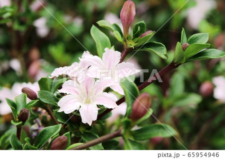 ハクチョウゲ(白丁花)の花が真っ盛り ハクチョウゲ(白丁花)の花が真っ盛り 65954946
