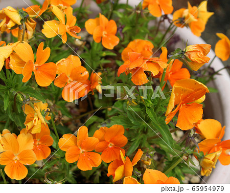 オレンジ色のパンジー、ビオラ 65954979
