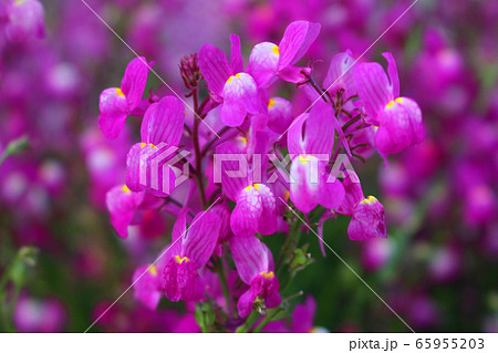 ヒメキンギョソウ 65955203