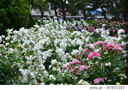 大井戸公園のバラ 65955387