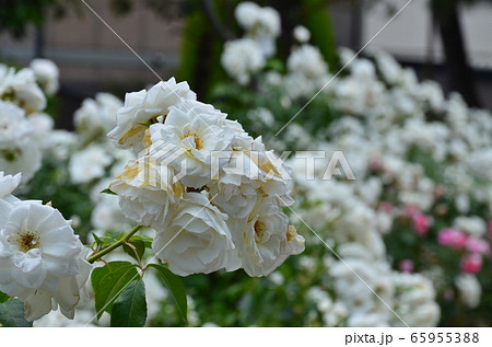 大井戸公園のバラ 大井戸公園のバラ 65955388