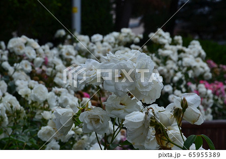 大井戸公園のばら 65955389