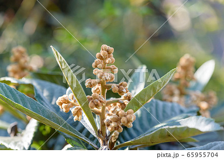 枇杷の花と蕾の写真素材