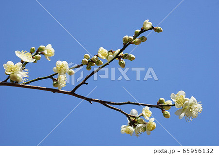 梅 白梅 青空 花 つぼみ 枝 昼間 青 春の写真素材