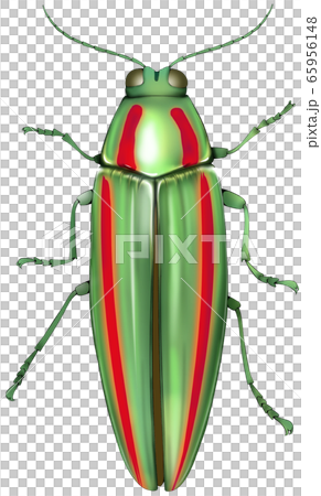 A badger beetle A badger beetle 65956148