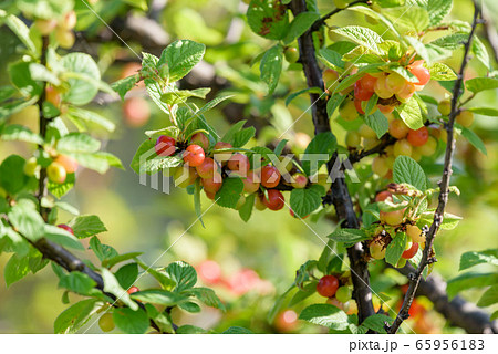 熟れ始めたユスラウメの実 65956183