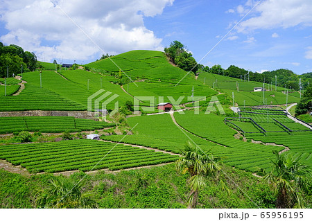 京都府景観資産登録（和束石寺地区の茶畑）－２１ 65956195