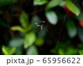 蜘蛛 65956622