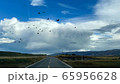 鳥と続いてく一本道 65956628