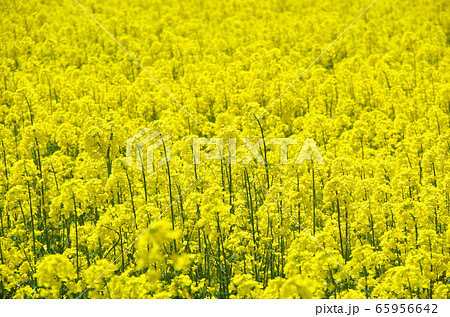 菜の花畑 … 島根県 安来市 天候：晴れ 65956642