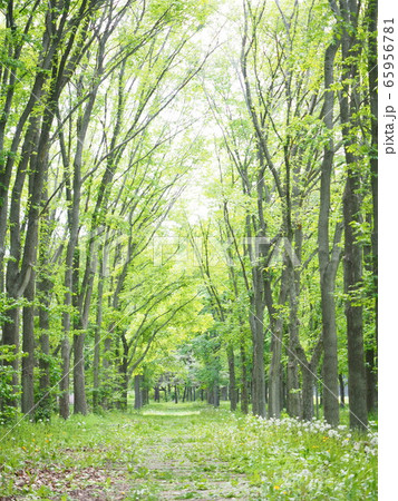 北海道の風景 ポプラ並木 65956781