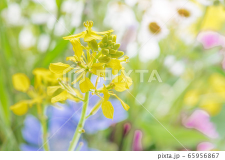 Different multicolored wildflowers Different multicolored wildflowers 65956867