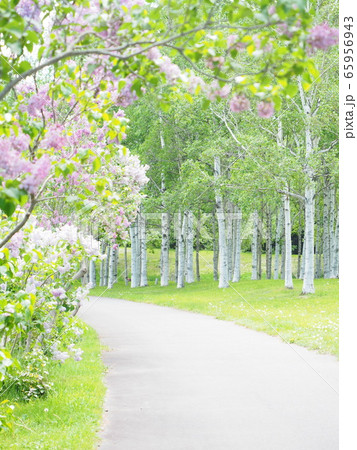 北海道の風景 白樺並木とライラック 北海道の風景 白樺並木とライラック 65956943