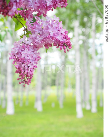 北海道の風景 ライラックの花とシラカバ並木 65957000
