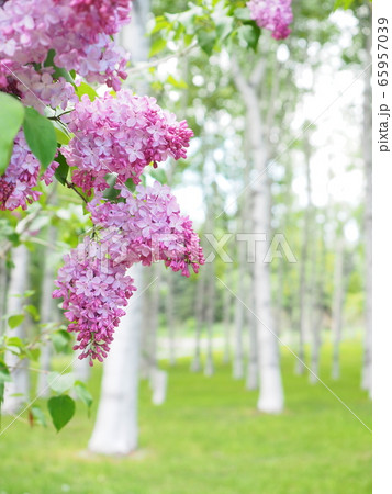 北海道の風景 白樺並木とライラック 北海道の風景 白樺並木とライラック 65957039