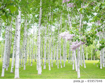 北海道の風景 白樺並木とライラック 65957046