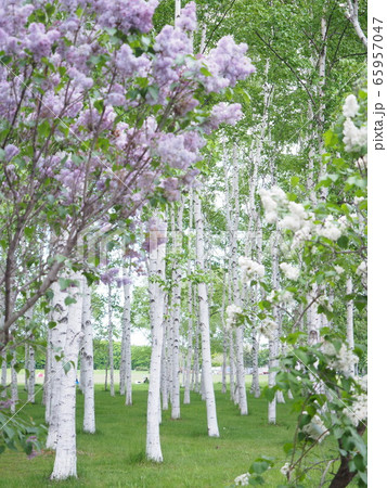 北海道の風景 白樺並木とライラック 北海道の風景 白樺並木とライラック 65957047