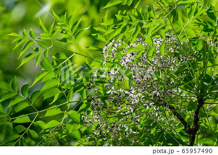 センダンの白い花 65957490