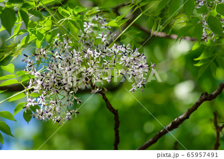 センダンの白い花の写真素材 センダンの白い花の写真素材