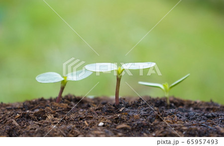 ヒマワリの双葉 65957493