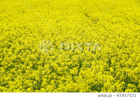 春の風に揺らぐ菜の花 … 島根県 安来市 天候:晴れ 春の風に揺らぐ菜の花 … 島根県 安来市 天候:晴れ 65957521