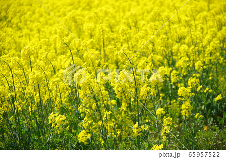 春の風に揺らぐ菜の花 … 島根県 安来市 天候：晴れ 65957522