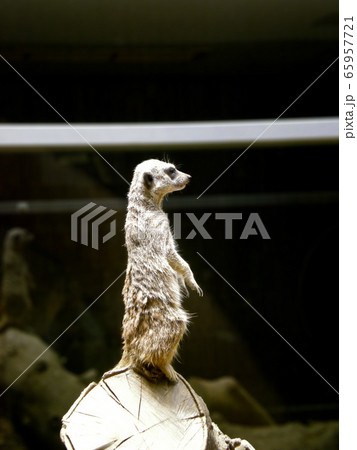 上野動物園のミーアキャット 65957721