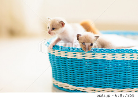 Kitten in a basket. Baby cat at home. Kitten in a basket. Baby cat at home. 65957859