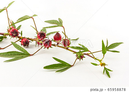 Hibiscus sabdariffa or roselle fruits. 65958878