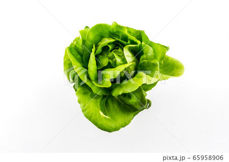 Butterhead salad. 65958906