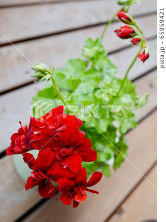 真っ赤なゼラニウム ガーデン鉢植えの写真素材