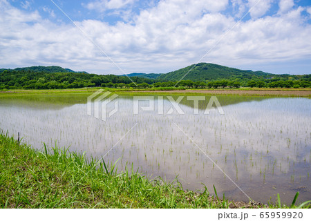 里山の初夏 田植え間もない水田 広角 c-1 里山の初夏 田植え間もない水田 広角 c-1 65959920