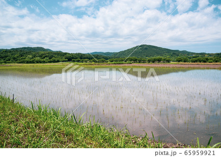 里山の初夏 田植え間もない水田 広角 c-2 シアン色 里山の初夏 田植え間もない水田 広角 c-2 シアン色 65959921