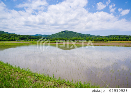 里山の初夏 田植え間もない水田 広角　d-1  65959923
