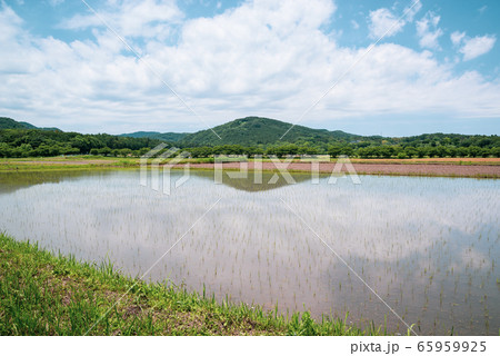 里山の初夏 田植え間もない水田 広角 d-2 シアン色 里山の初夏 田植え間もない水田 広角 d-2 シアン色 65959925