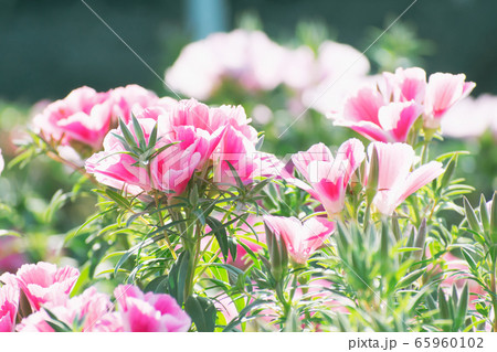 花 65960102