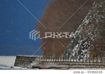 猪苗代湖の白鳥 65960208