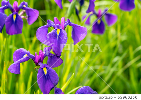 三重県　斎宮のハナショウブ群落 65960250