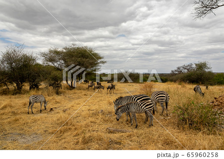 タンザニア タランギーレ国立公園で見かけたシマウマの群れの写真素材