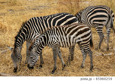 タンザニア・タランギーレ国立公園で見かけたシマウマの群れ 65960259