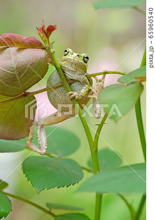 落ちそうになって 枝にしがみつくアマガエルの写真素材