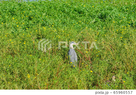 琵琶湖湖畔のアオサギ 琵琶湖湖畔のアオサギ 65960557