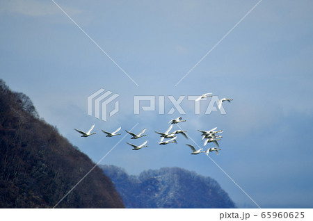 猪苗代湖の白鳥 猪苗代湖の白鳥 65960625