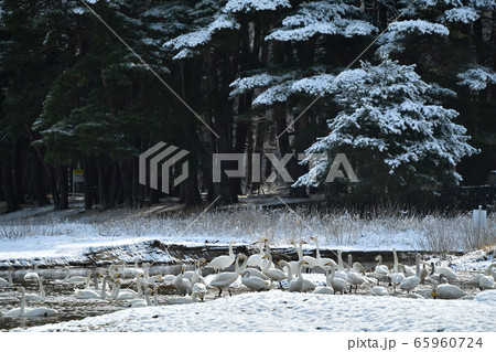 猪苗代湖の白鳥 65960724