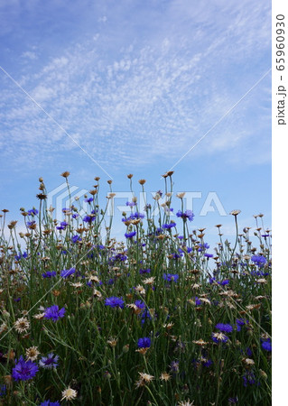 公園に咲く花 公園に咲く花 65960930