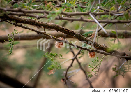 タンザニア タランギーレ国立公園の入り口で見つけた 木の枝からのびる鋭いトゲの写真素材