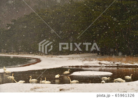 猪苗代湖の白鳥 65961326