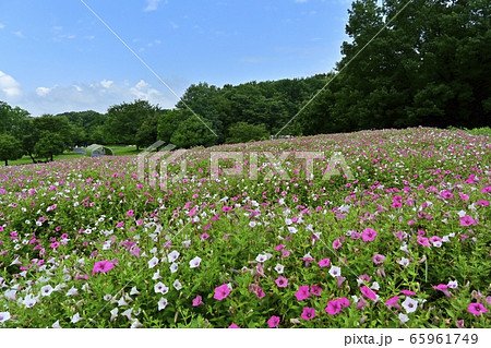 森林公園(埼玉)のペチュニアの花畑 森林公園(埼玉)のペチュニアの花畑 65961749