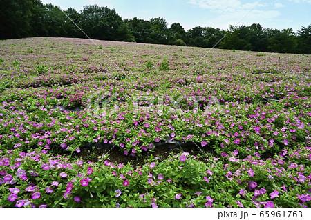 森林公園(埼玉)のペチュニアの花畑 森林公園(埼玉)のペチュニアの花畑 65961763