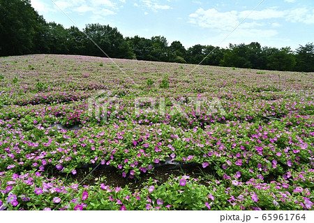 森林公園(埼玉)のペチュニアの花畑 森林公園(埼玉)のペチュニアの花畑 65961764